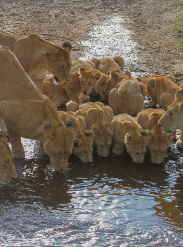 serengeti-seronerariver-bs3