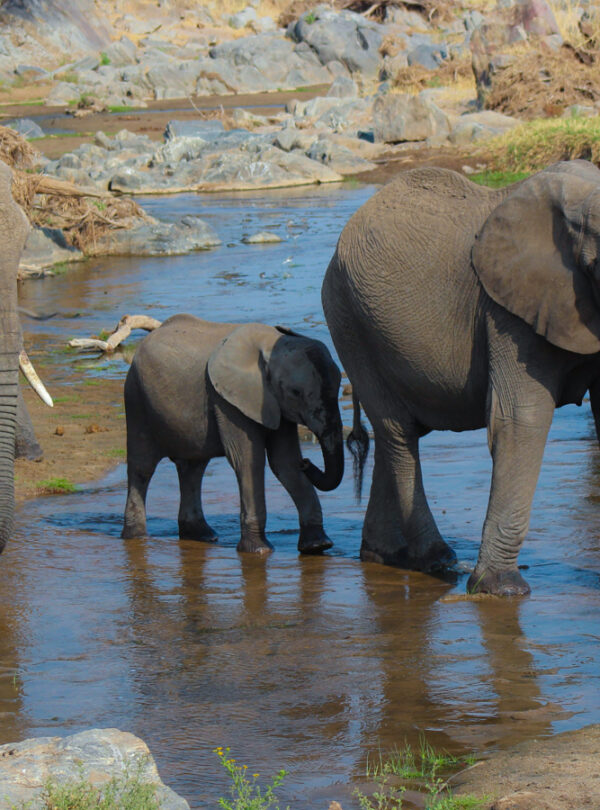 serengetin-marariver-bs34