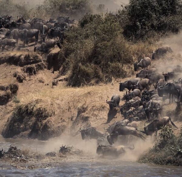 wildebeest migration