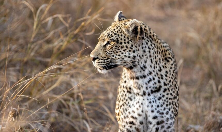 Why Arusha Is the Perfect Starting Point for Your Tanzanian Safari