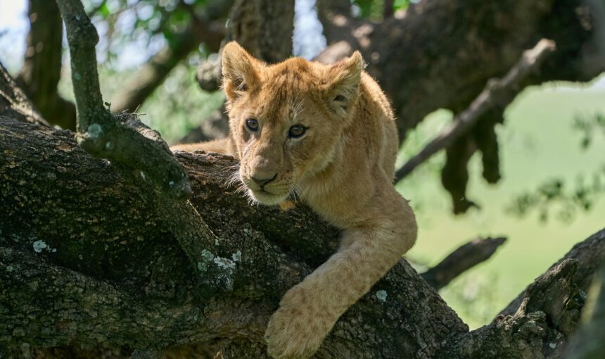 What to Expect on Your First Safari in Tanzania