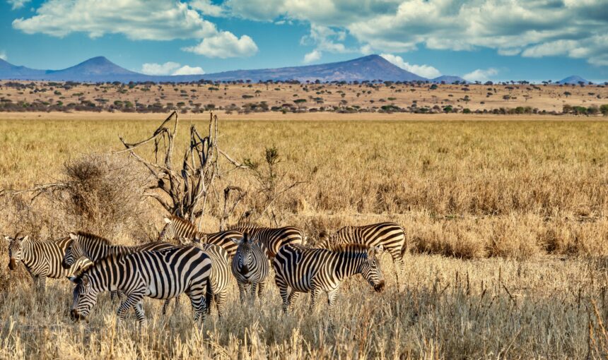 What to Pack for Your Tanzania Adventure