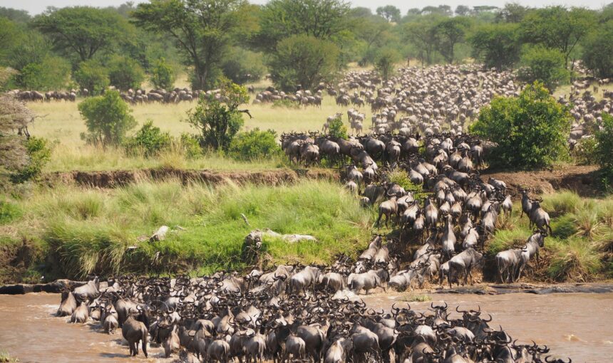 Top 5 Safari Destinations You Must Visit in Tanzania